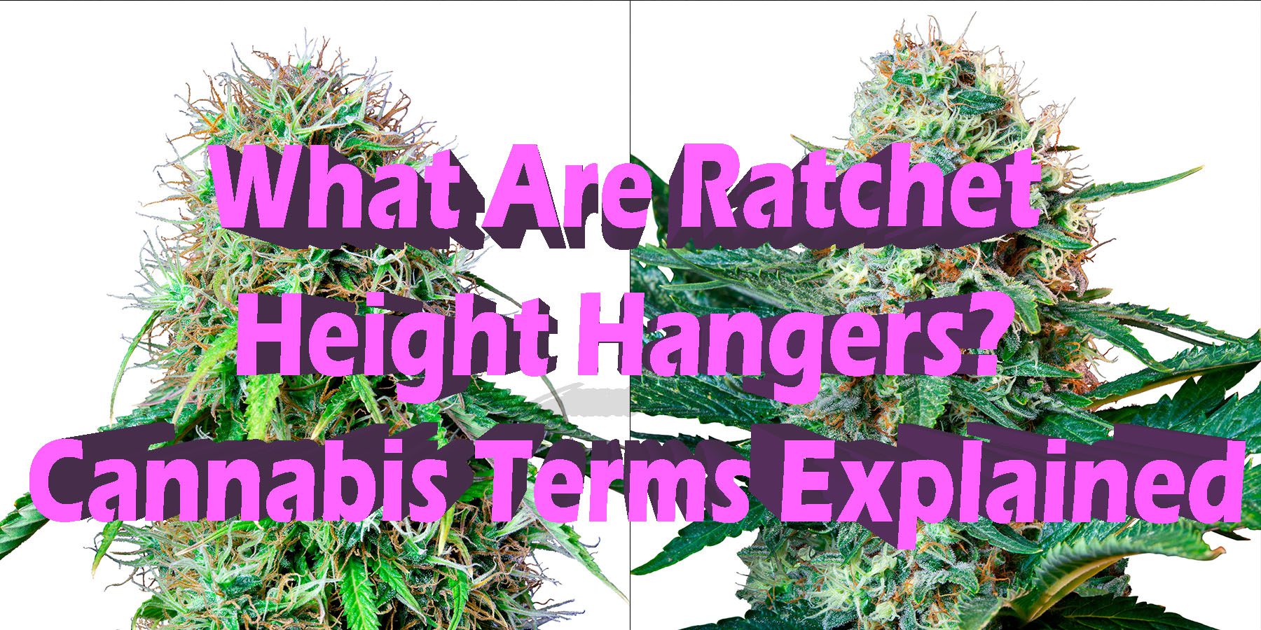 What Are Ratchet Height Hangers Cannabis Terms Explained HowToGetNearMe BestPlace LowestPrice Coupon Discount For Smoking.